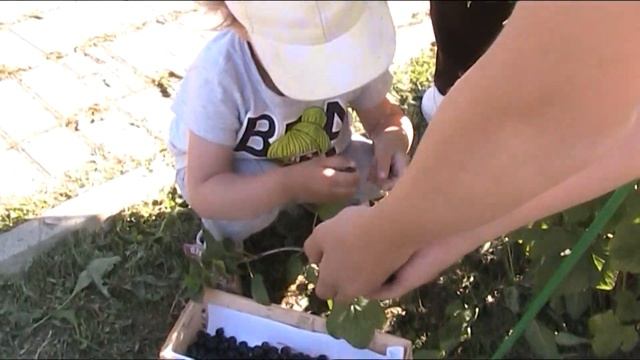 БОЛЬШОЙ УРОЖАЙ СМОРОДИНЫ!!! СМОРОДИНОВОЕ РАБСТВО!!! смотреть онлайн