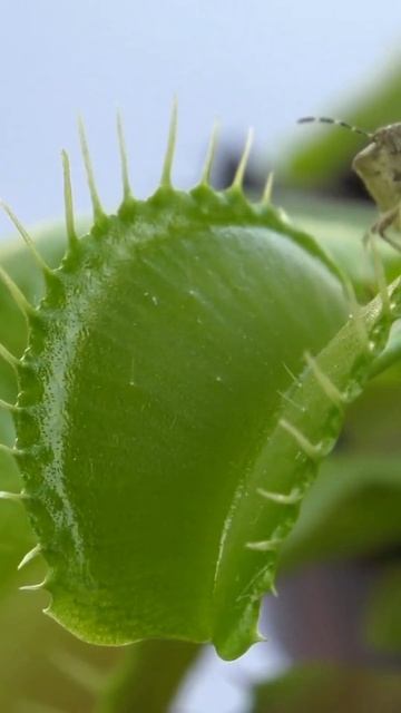 The Fascinating World of Carnivorous Plants смотреть онлайн