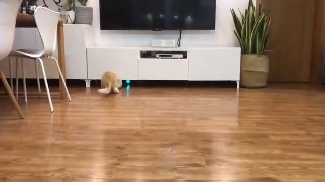 Smart Electronic Cat Wheel Toy смотреть онлайн
