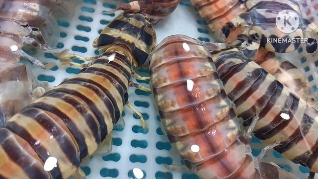 THE GIANT MANTIS SHRIMP//LIEZEL WILLY VLOG смотреть онлайн