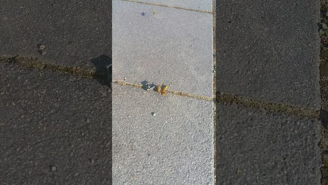 Пчелы наваливают на Сладкий Канфетку смотреть онлайн