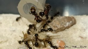 Муравьи Messor cf. denticulatus красногрудый муравей жнец (Мессор дентикулатус)