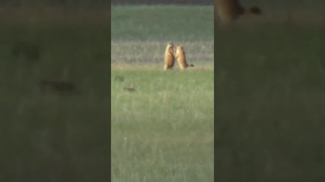 СУРКИ РВУТ ДРУГ ДРУГА. ШОК😱😱😱 смотреть онлайн