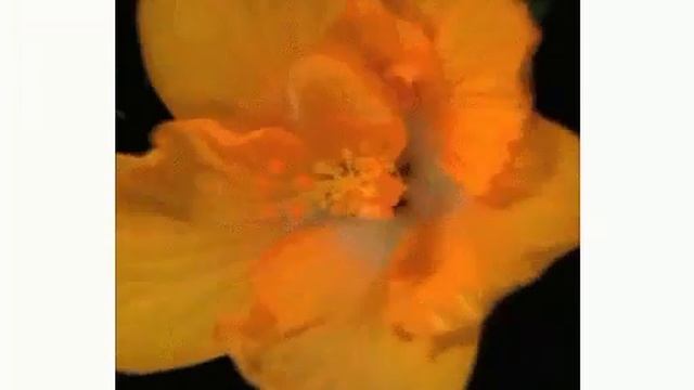 Güler ve çiçekler gif смотреть онлайн