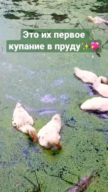 Как растут гуси | Видео длиною в год #деревенскаяжизнь #гуси #гусинаяферма #колхозмолхоз смотреть онлайн
