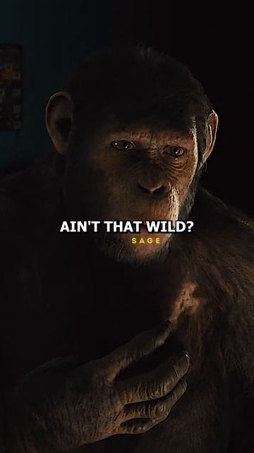 Some Chimpanzees Are Capable of Words - Joe Rogan смотреть онлайн