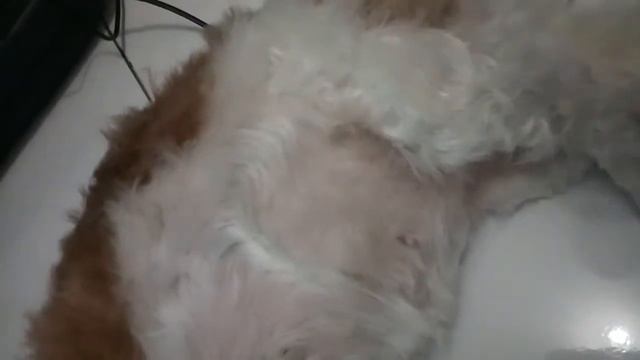 Chelsy enak di hairdryer... Sampai ketiduran смотреть онлайн