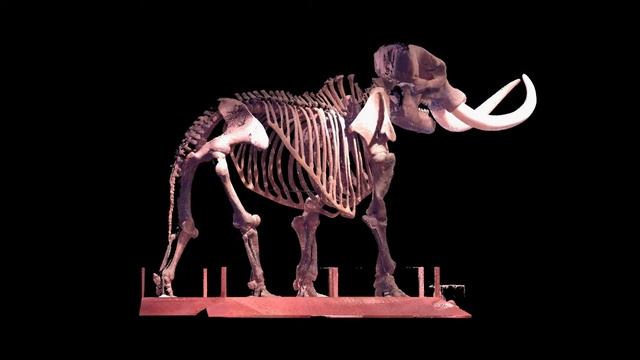 Florida Mastodon смотреть онлайн