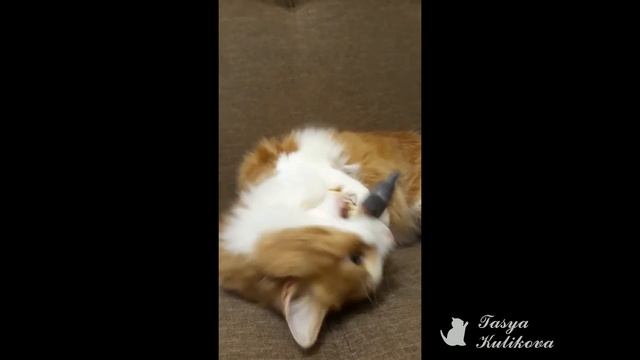Супер рыбка для кошек))) смотреть онлайн