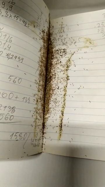 Домашние муравьи смотреть онлайн