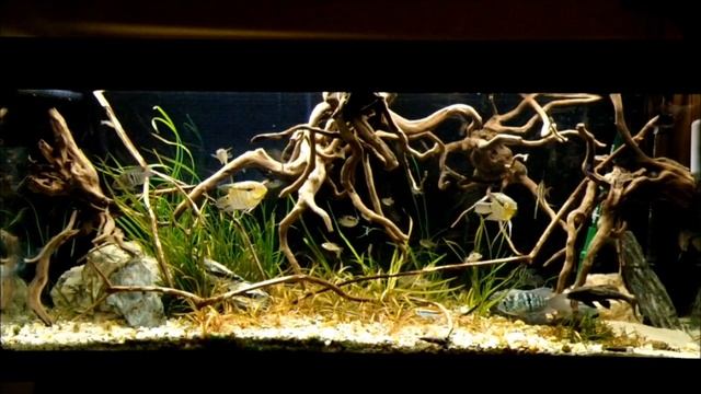 Orinoco biotope (some cheating), full tank view смотреть онлайн
