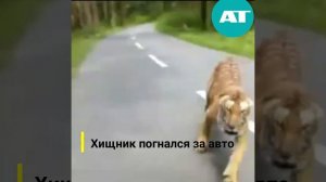 Тигр напал на человека!!!
