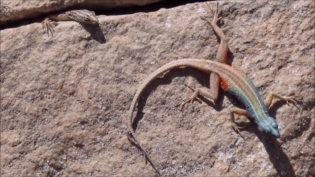 The AUGRABIES FLAT LIZARD - Platysaurus Broadleyi