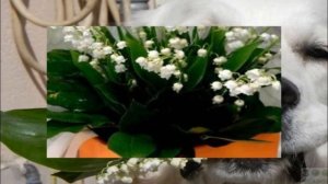 2021  Ландыши  ремикс