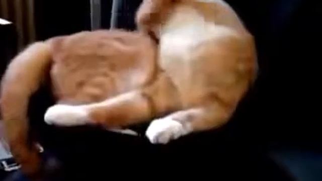 Самые смешные животные, подборка приколов с животными 2013 году смотреть онлайн