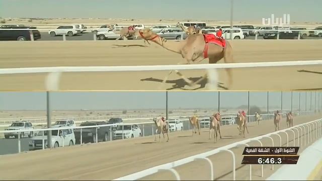 Qatar race camel смотреть онлайн