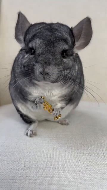 Can you think of a cuter way to wake up? 🥹🎺🐭🐾😂 #morningroutine #chinchilla #trumpet смотреть онлайн