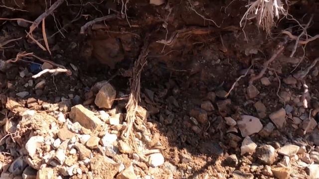 Digging for Crazy Lace Obsidian at Glass Butte смотреть онлайн