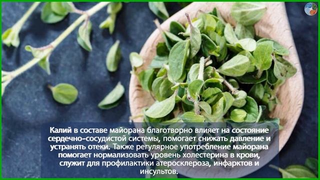 Специя Майоран - полезные свойства смотреть онлайн