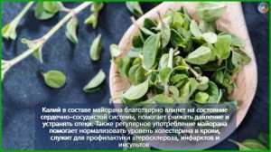 Специя Майоран - полезные свойства