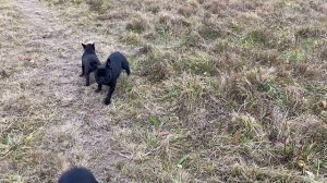 Французские бульдоги