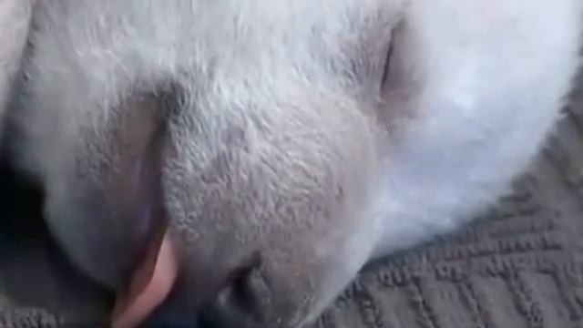 Медведь The Little Polar Bear смотреть онлайн