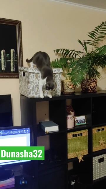 Красивый спуск ! #дуняша32 #cat #кошки