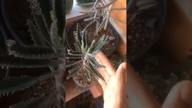 Dicas De Cultivo E De Propagação Da Kalanchoe Fedtschenkoi Ou Calanchoe Fantasma.🌱