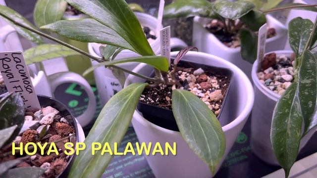 NEW HOYA LEAVES | PROMISE RODRIGUEZ смотреть онлайн