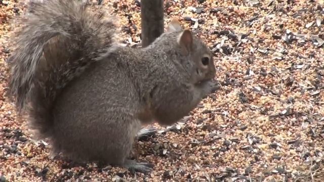 Eastern Grey Squirrel - HD Mini-Documentary смотреть онлайн