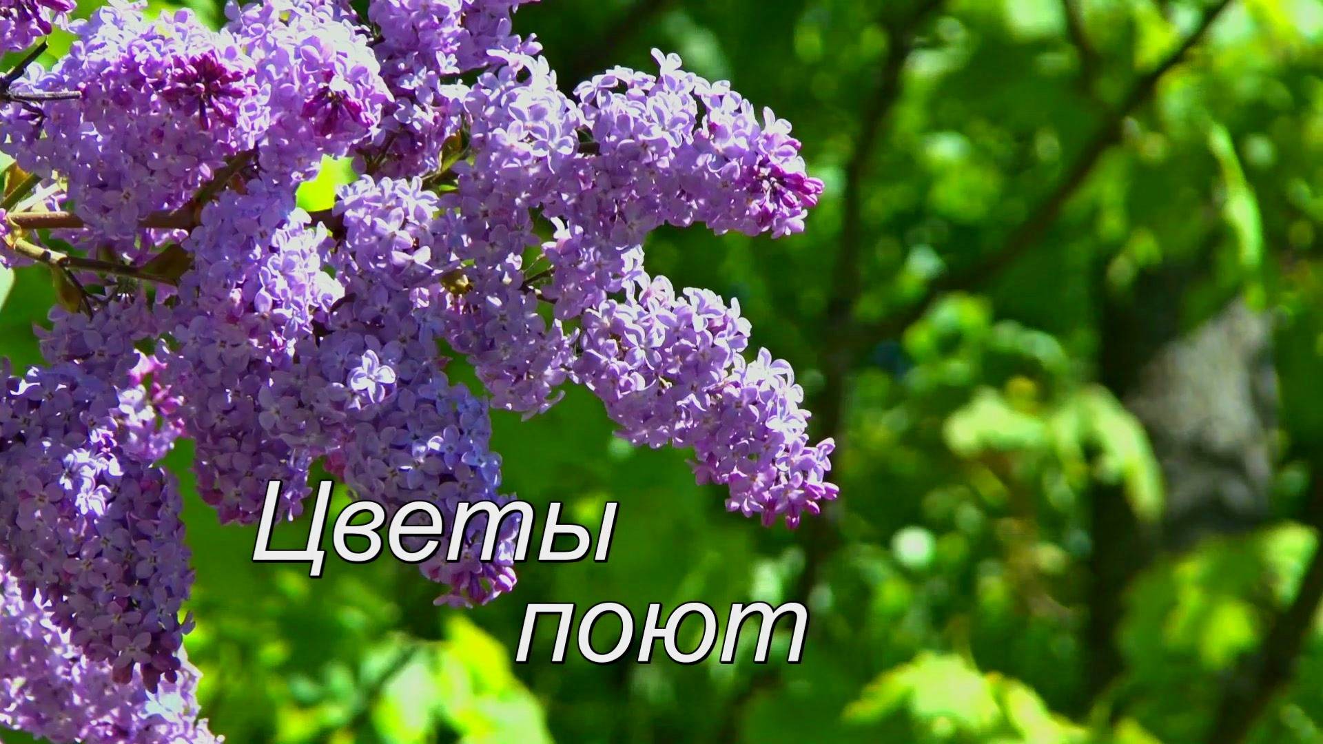 Цветы поют смотреть онлайн