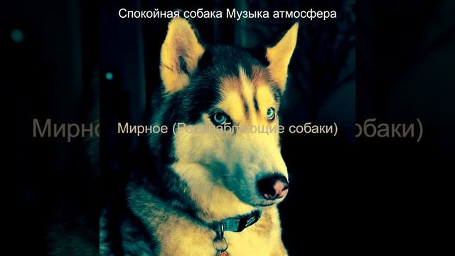 Моменты (Спокойные собаки) смотреть онлайн