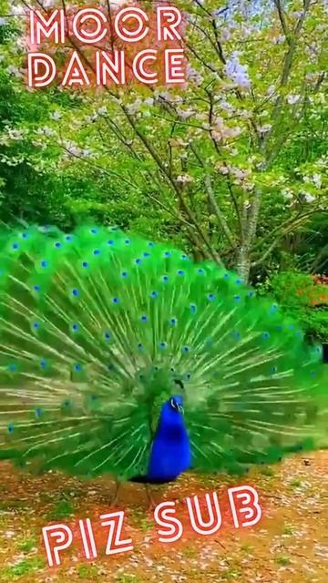 #shorts video #Dash cam #peacock #foryou #animals #zoo смотреть онлайн
