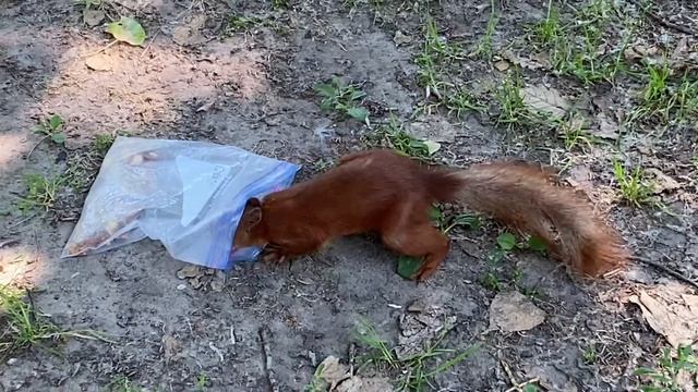 Белка пытается достать еду из пакета. Squirrel trying to get the nuts out of the plastic bag. смотреть онлайн