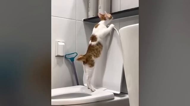 🎸📺Animais 10😹Engraçado HD Pegadinha Gato idiot Fail Funny Animal Cat👇+Video👇Desc👇PlayList🎵Ajud👍Curt смотреть онлайн