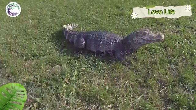 Funniest Animal Sounds In Nature: Eagle, Leopard, Tortoise, Kangaroo, Tortoise, Horse смотреть онлайн