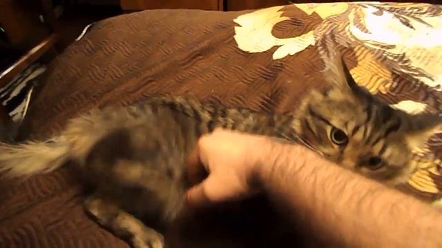 Шуля - кот с повышенной зубатостью смотреть онлайн