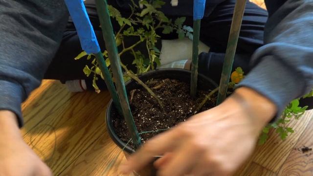 Easy CHERRY TOMATO STAKING for Container Plants смотреть онлайн
