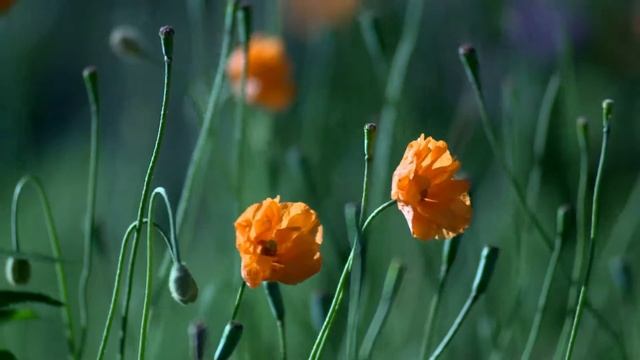 это дождь, это - жизнь смотреть онлайн