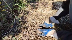 Посадка картофеля под солому!!!