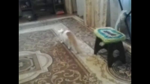Масяня и конфетка смотреть онлайн