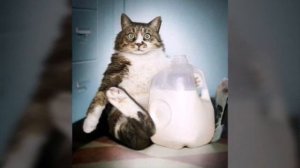 Кис кис кис киса , киса кисуня мур мур мур мурка манюня..