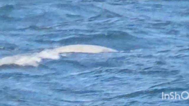 Ларги💖 смотреть онлайн