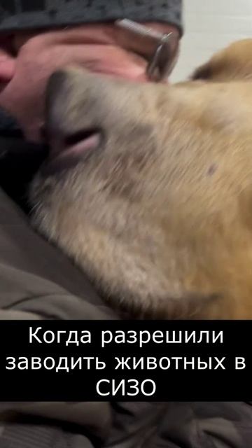 Когда заключённым разрешили заводить домашних животных. #shorts