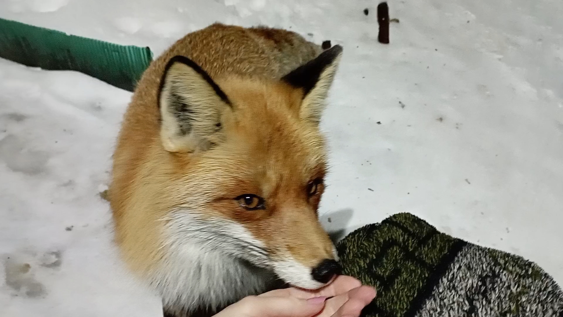 (965) Лиса приходит в гости. Февраль 2025 смотреть онлайн