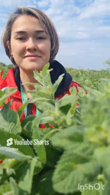 время заготовок. ДУШИЦА, МЯТА. Полезные травки 🔥 #shorts смотреть онлайн