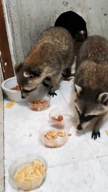 2 raccoons & lots of snacks! смотреть онлайн