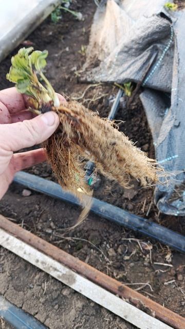 корень клубники от микоризы смотреть онлайн