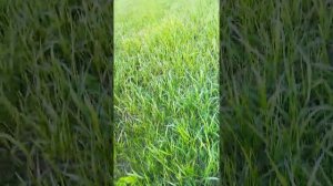 Собираю борщевик