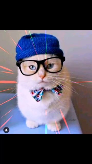 Коты так похожи на нас✌️ #котэ мода😁❤️ #котики #кошки #пушистики #shorts #shortsvideo смотреть онлайн